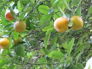 Citrus aurantium spp. bigaradier var. mitis_3 Baie Lazare.JPG